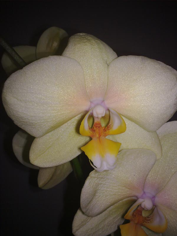 orchidea3.jpg